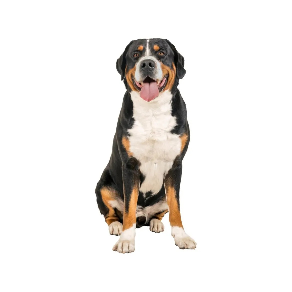 ZOOFARI® Hundegeschirr, mit reflektierenden Deko-Elementen - B-Ware