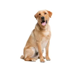 ZOOFARI® Hundegeschirr, mit reflektierenden Deko-Elementen - B-Ware